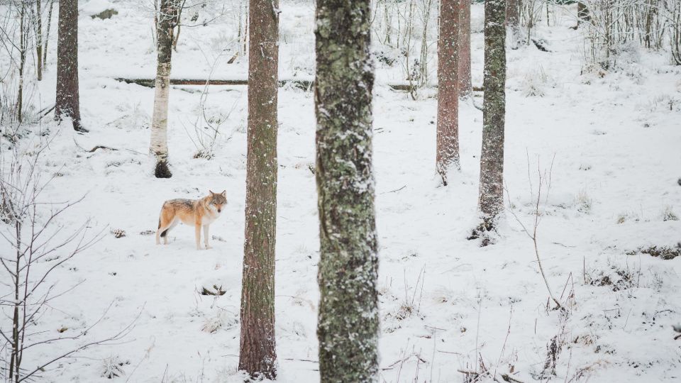 Ranua Wildlife Park Day: Visit the Arctic Animals - Frequently Asked Questions