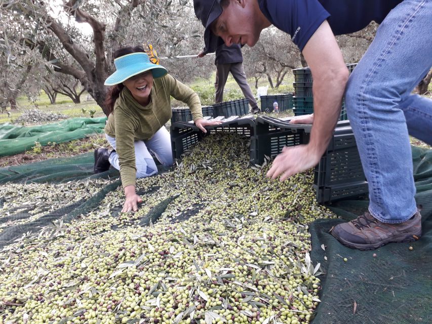 Rethymno: Olive Oil Tasting With Cretan Food Pairing - Tasting, Cooking, and Preserving