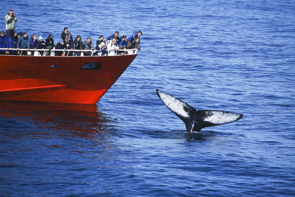 Reykjavik: 3-Hour Whale Watching Tour - Additional Information