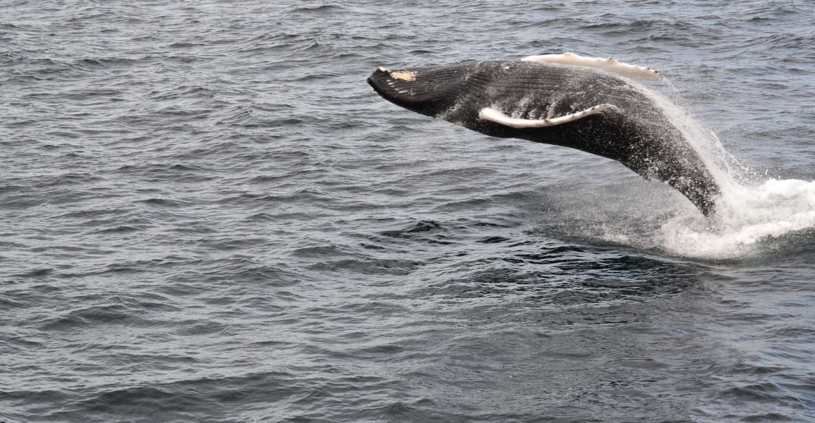 Reykjavik: Best Value Whale Watching Boat Tour - Important Trip Details