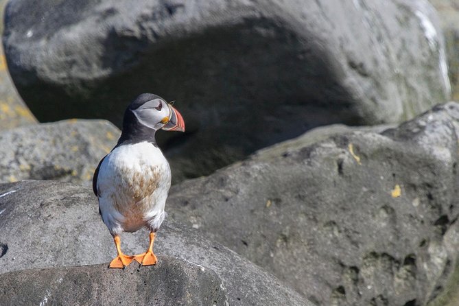 Reykjavik Shore Excursion: Puffin Sightseeing Cruise - Guide Expertise and Commentary