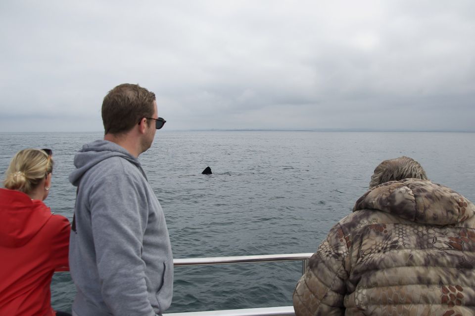 Reykjavik: Whale Watching and Dolphin Watching Yacht Cruise - Availability and Pricing