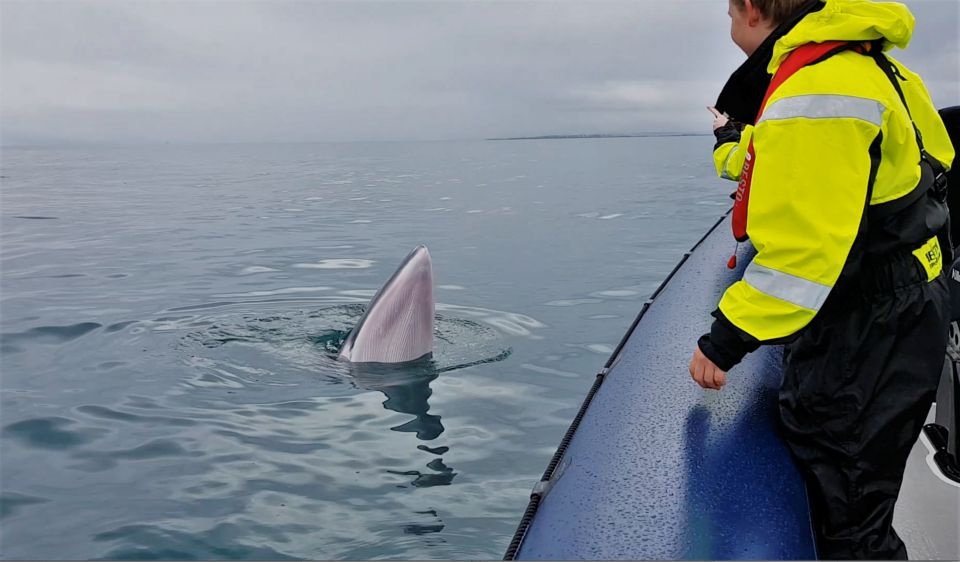 Reykjavik: Whale Watching Tour by RIB Boat - Suitability Considerations