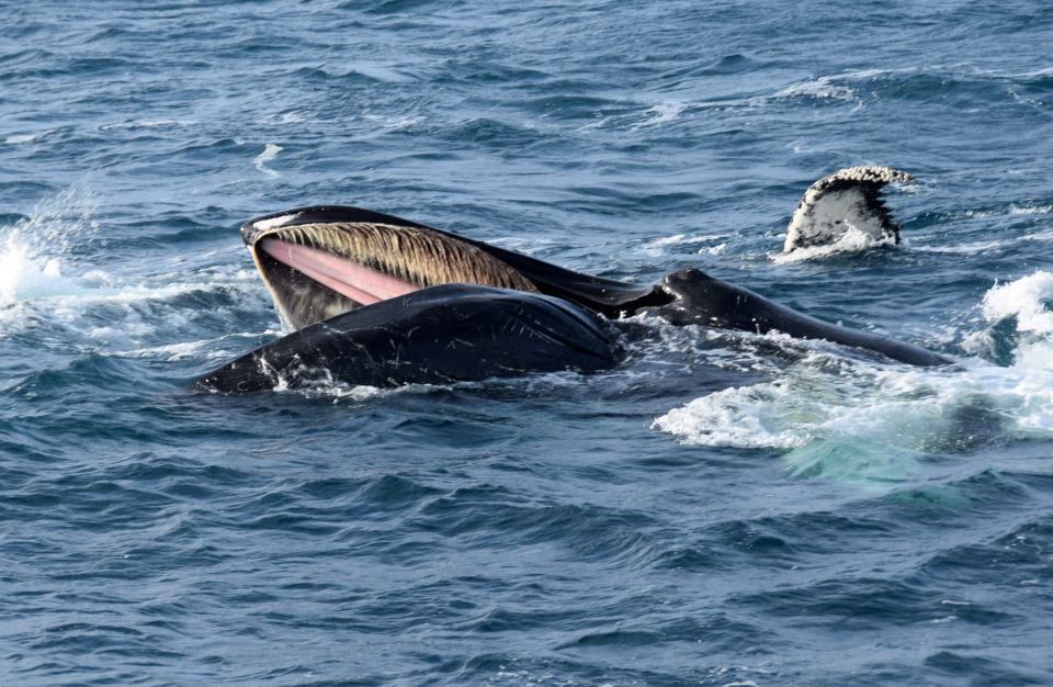 Reykjavik: Whale Watching Tour, Whales of Iceland Exhibition - What to Bring