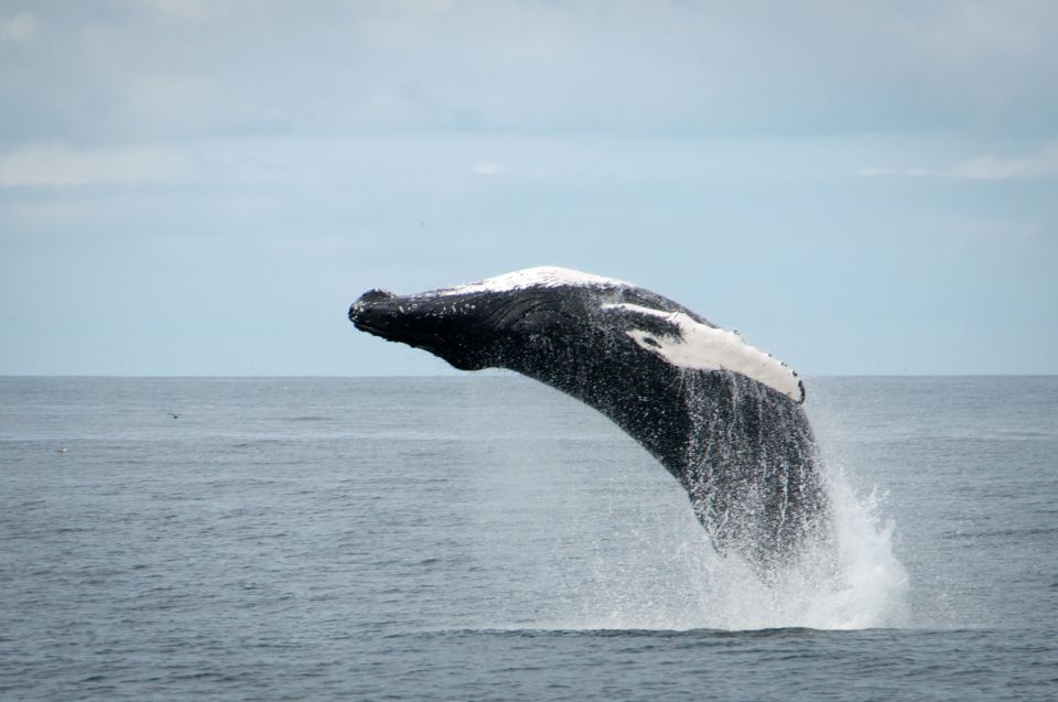 Reykjavik: Whales and Puffins Cruise Combo Tour - Warm Overalls and Binoculars