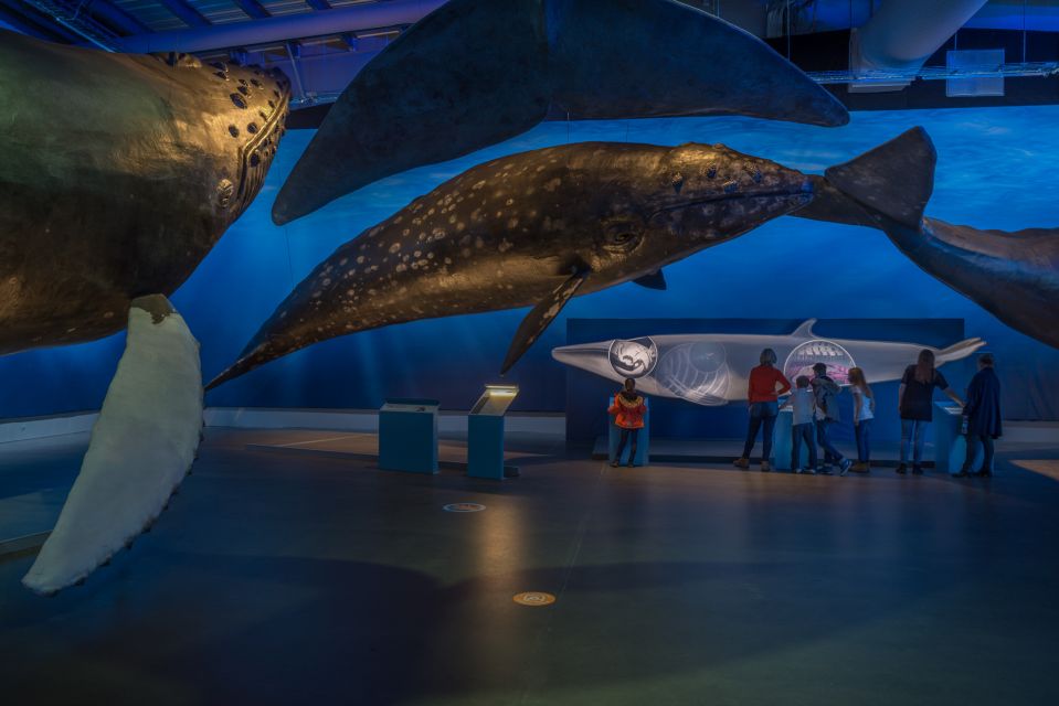 Reykjavik: Whales of Iceland Museum Entrance Ticket - Screening of Sonic Sea Documentary