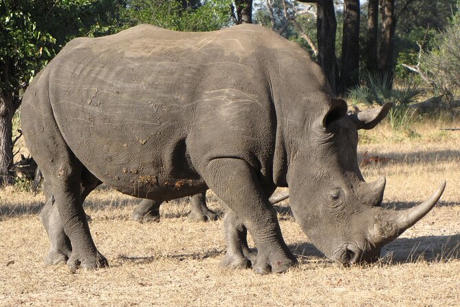 Rhino Walk - Highlights of the Walk