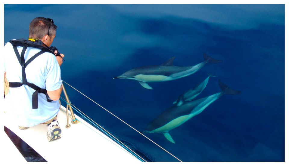 Ria Formosa: Dolphin-Watching Boat Tour - Customer Feedback and Experiences