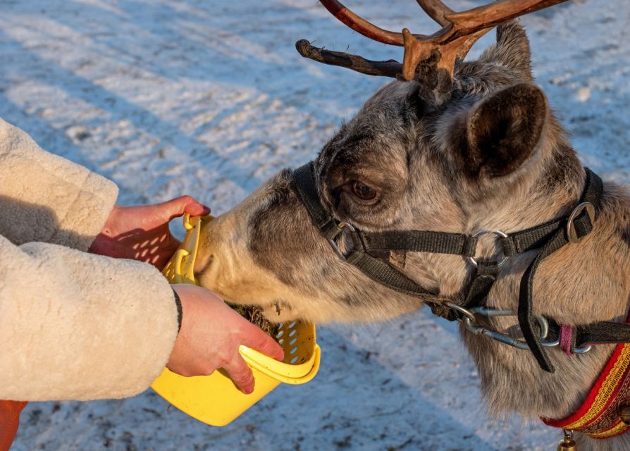 Rovaniemi: Husky & Reindeer Farm Visit With Snowmobile Ride - Included Amenities and Gear