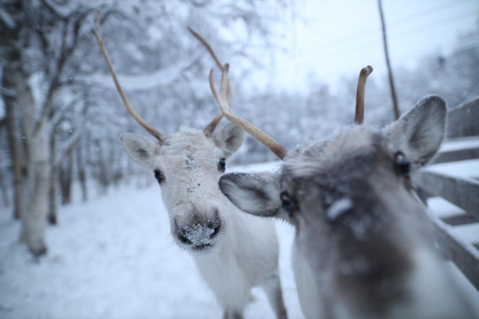 Rovaniemi: Santa Claus Village Tour & Reindeer & Husky Ride - Booking and Inclusions