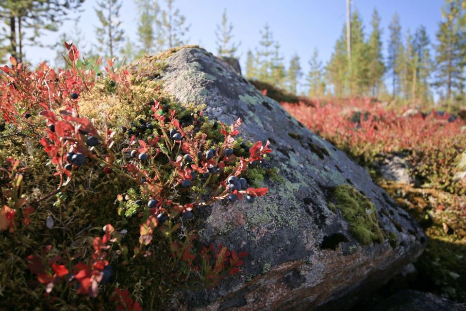 Rovaniemi: Wild Berries and Mushrooms Picking Tour - Attire Recommendations