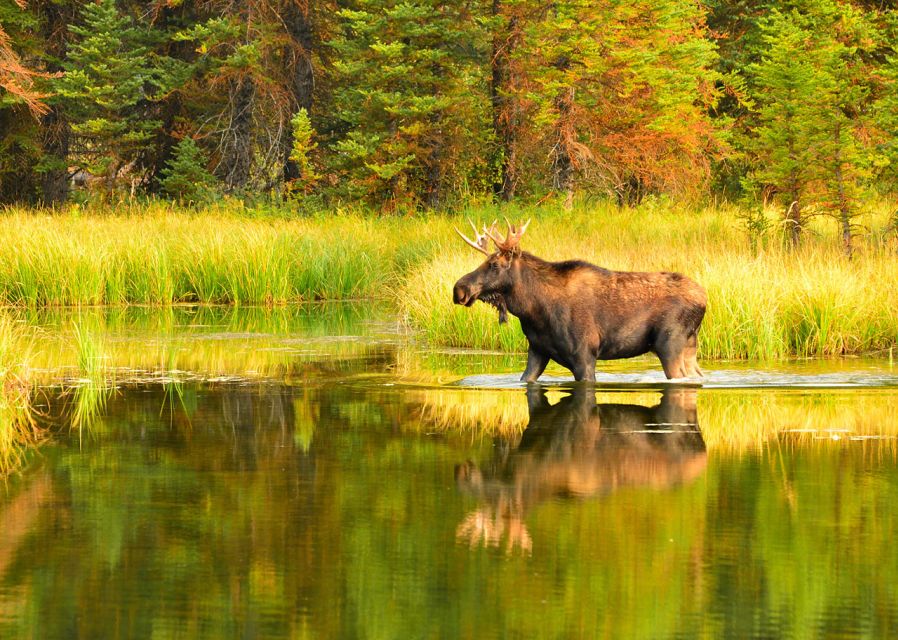 Rovaniemi: Wild Moose Safari - Cancellation and Rescheduling