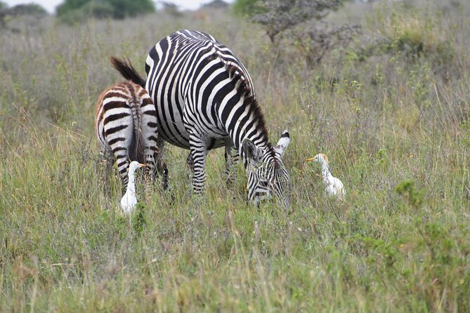 Safari in Nairobi Kenya National Park Half Day Tour - Booking and Inquiries