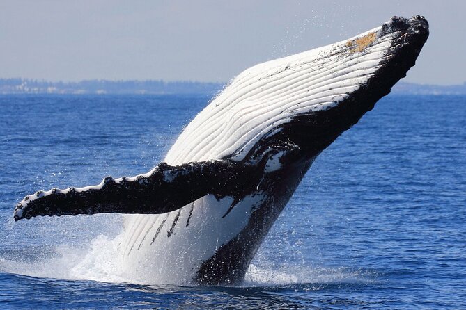 Samana Bay Whale Watching Full Day Tour With Lunch From Punta Cana - Tour Logistics