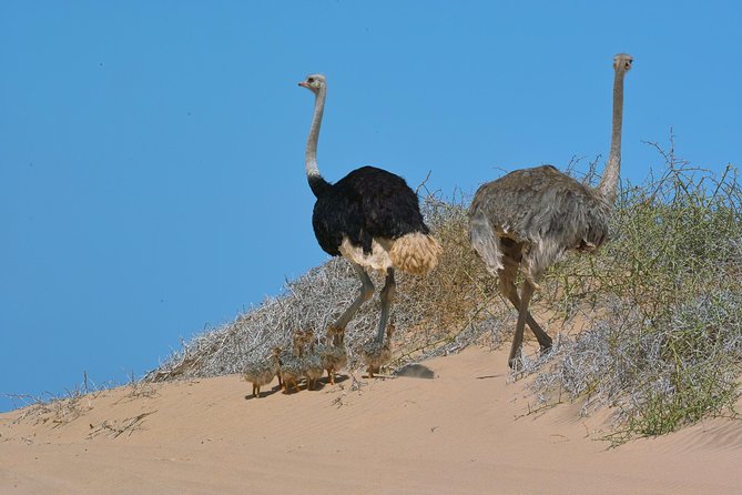 Sandwich Harbour Half-Day 4x4 Tour (5 Hours) From Walvis Bay - Tour Duration and Group Size