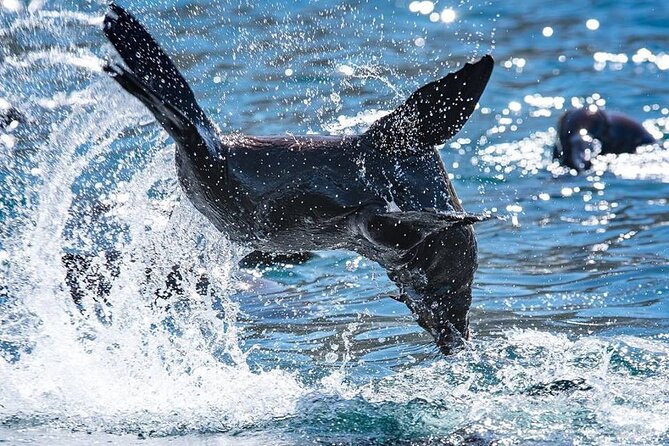 Seal Snorkeling Experience in Cape Town - Boat Ride and Refreshments