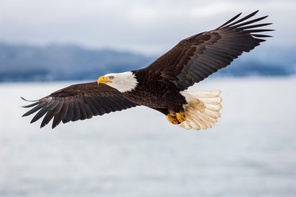 Seattle: Half-Day Wildlife and Whale Watching Cruise - Booking and Cancellation Policy