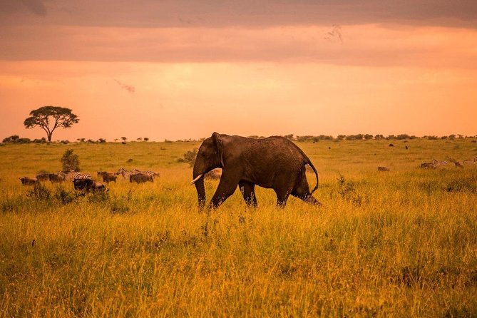 Serengeti & Ngorongoro 3 Days Fly Safari in From Zanzibar - Safari Activities