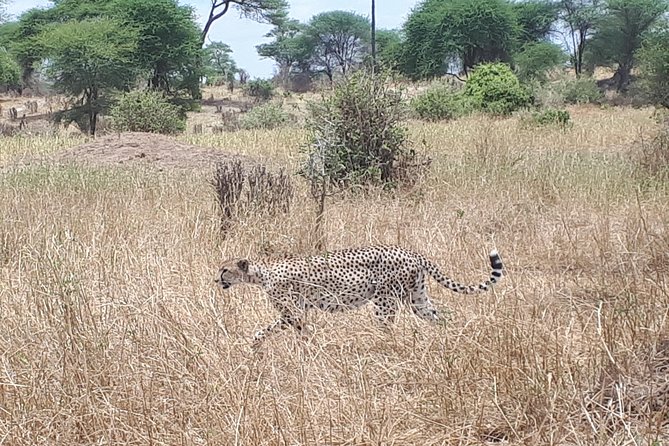 Serengeti, Ngorongoro & Tarangire 5days Private Tour - Cancellation Policy