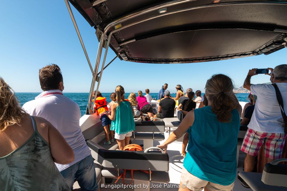 Setúbal: Dolphin Watching - Observing Bottlenose Dolphins