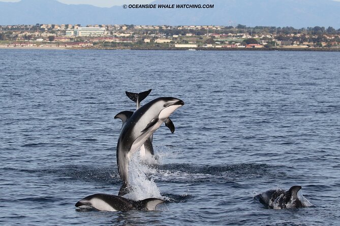 Shared Two-Hour Whale Watching Tour From Oceanside - Booking and Pricing