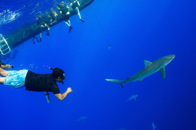 Shark Tour Dive With Sharks in Hawaii With One Ocean Diving - Cautionary Notes