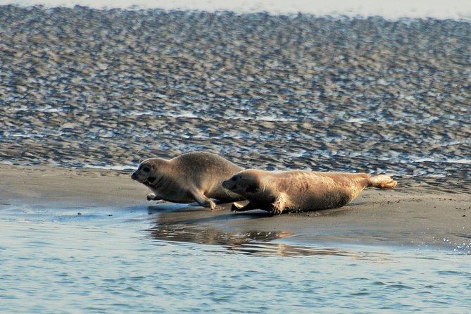 Small Group Half Day Seal Safari at UNESCO Site Waddensea From Amsterdam - Beverages and Snacks on Board