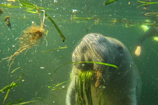 Small Group Manatee Swim Tour With In Water Guide - Environmental Considerations