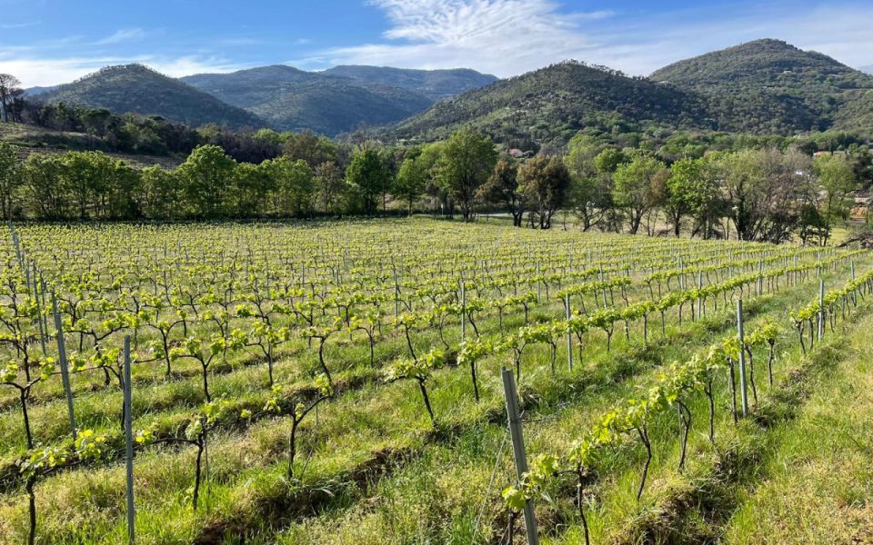 Small Group Wine Tour From Saint-Tropez - Tasting the Local Vintages