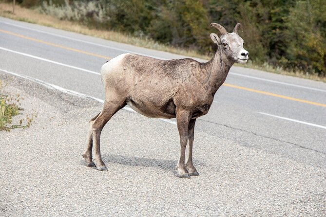 Smartphone Audio Driving Tour Between Banff and Calgary - Tour Logistics and Details