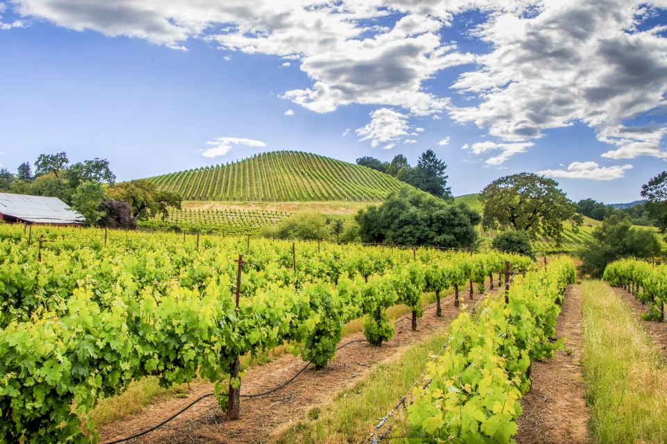 Sonoma Valley: Guided Winery Tour With Picnic Lunch - Tour Group Size