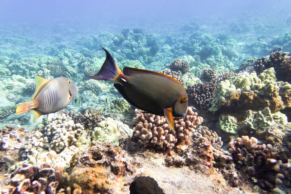 South Maui: Molokini Wild Eco Adventure From Maalaea Harbor - Meeting Point and Directions