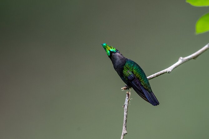 St Lucia Birdwatching Tour at Rainforest Adventures - Professional Naturalist Guide