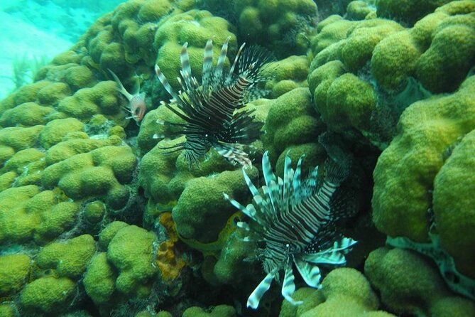 Stingray City Sandbar, Coral Gardens and 7-Mile Beach Tour - Relaxing on 7-Mile Beach