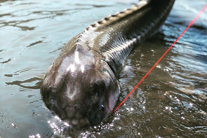 Sturgeon Fishing on the Fraser River - Additional Considerations