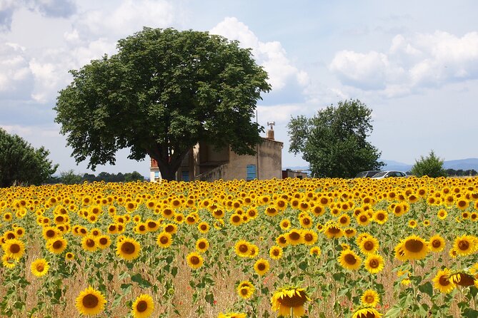 Sunset Lavender Tour From Aix-En-Provence - Unique Experience