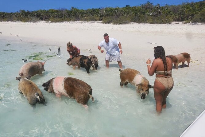 Swim With the Pigs and Explore Caves in Nassau - Customer Feedback and Experiences