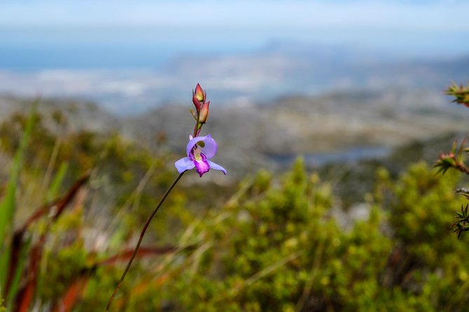 Table Mountain Summit Hike via Kasteelspoort - What to Bring