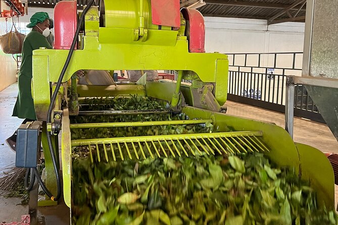 Tea Farm Experience at Riara Tea Farm And Factory Tour - Tea Product Purchase