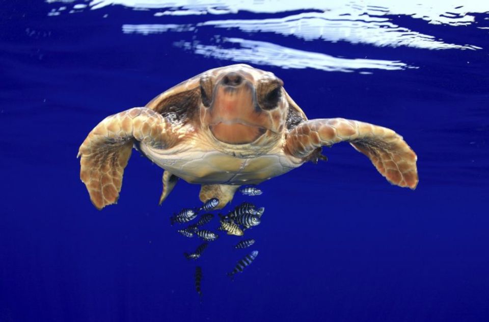 Tenerife: Kayak Safari and Sea Turtle Snorkeling - Booking and Pricing