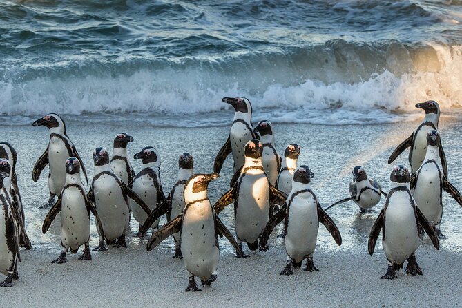 Top 10 Super Tour: Table Mountain, Penguins & Cape of Good Hope Small Group Trip - Participant Suitability