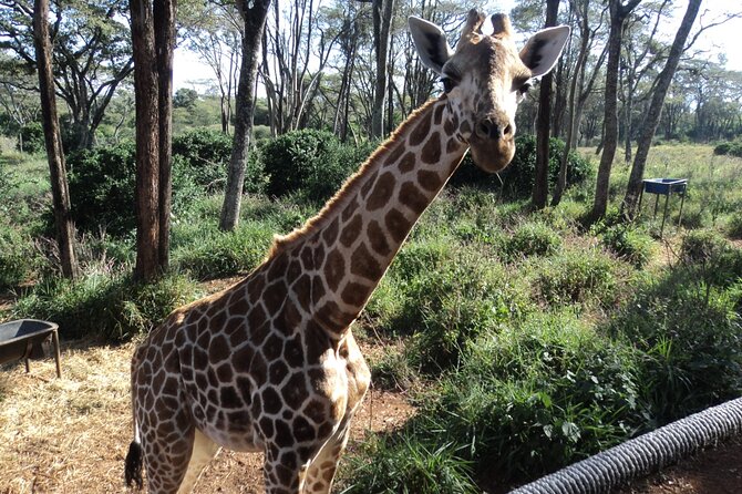 Tour to Giraffe Center From Nairobi - Inclusions and Pricing