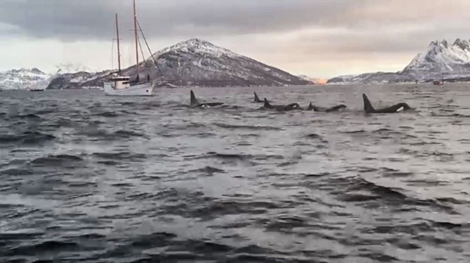 Tromsø 3-Days Whale Watching, Northern Lights & Dog Sledding - Outdoor Hot Tub Relaxation