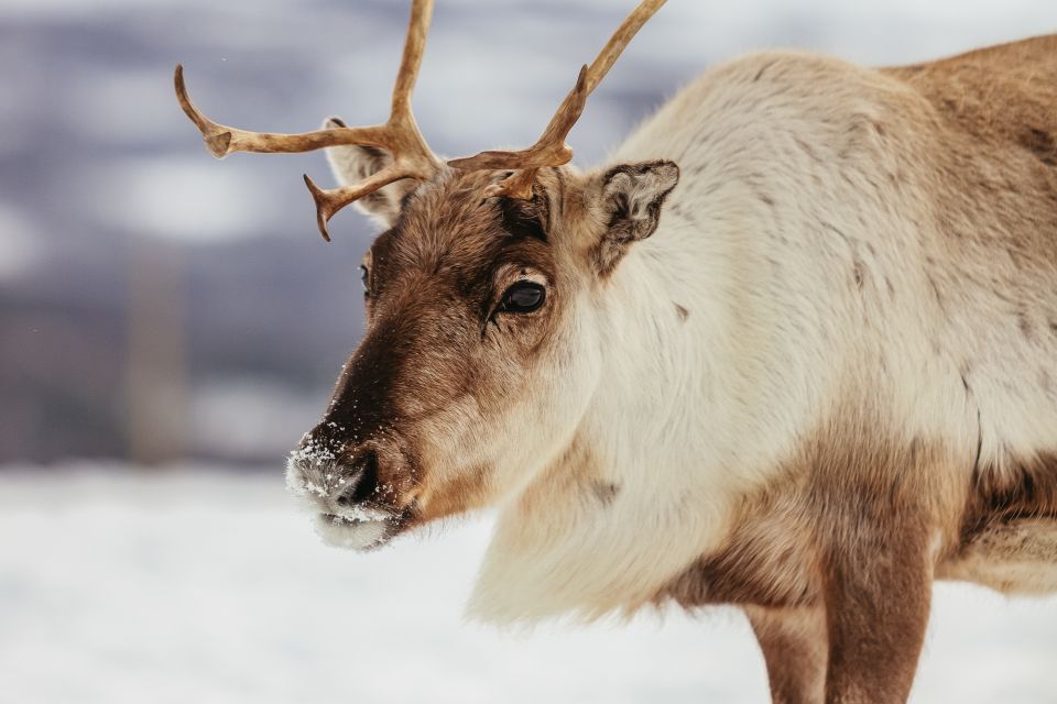 Tromsø: Reindeer Sledding & Feeding With a Sami Guide - Meeting Point and Pickup