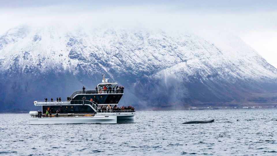 Tromsø: Whale Watching Tour by Hybrid-Electric Catamaran - Frequently Asked Questions