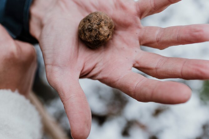 Truffle Hunting and Cheese, Truffle & Wine Tasting Near Alba - Additional Details