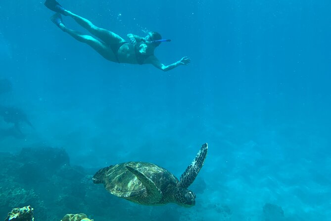 Turtle Town Snorkel With Photo and Video - Photos and Video Keepsakes