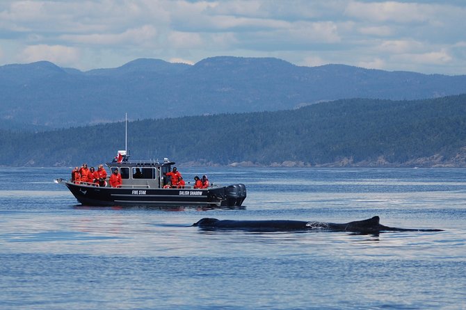 Ultimate Marine Whale & Wildlife Tour - Directions to Meeting Point