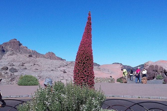 Volcano Teide - Masca Ravine. Guided Tour From Puerto De La Cruz - Tenerife - Important Information