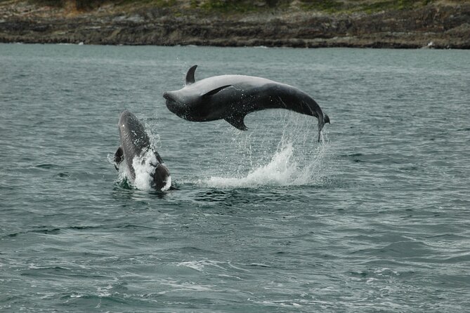 Whale & Dolphin Watching Tour - Additional Contact Information